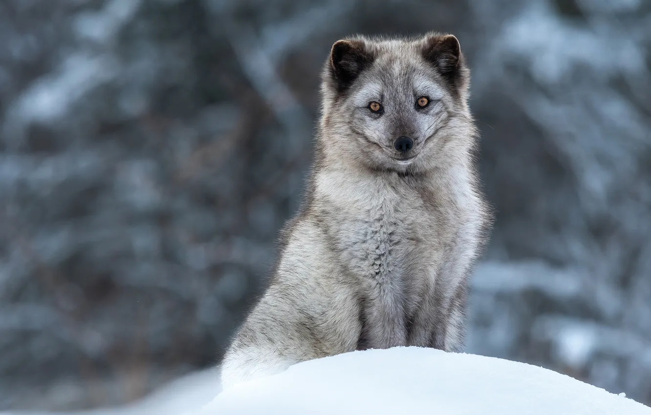 Photo wallpaper winter, look, snow, nature, pose, grey, the snow, face