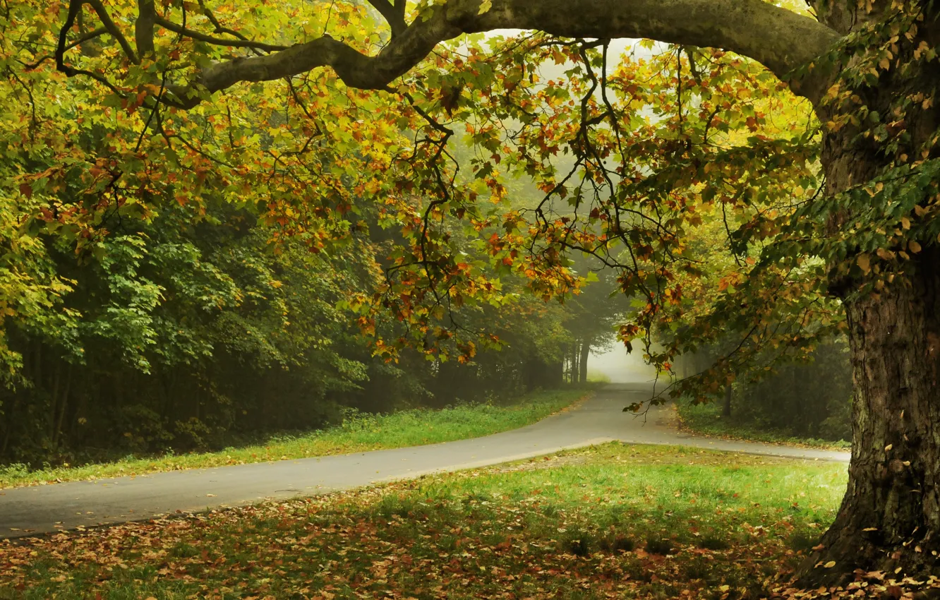 Photo wallpaper road, leaves, trees, nature, street, road, trees, nature