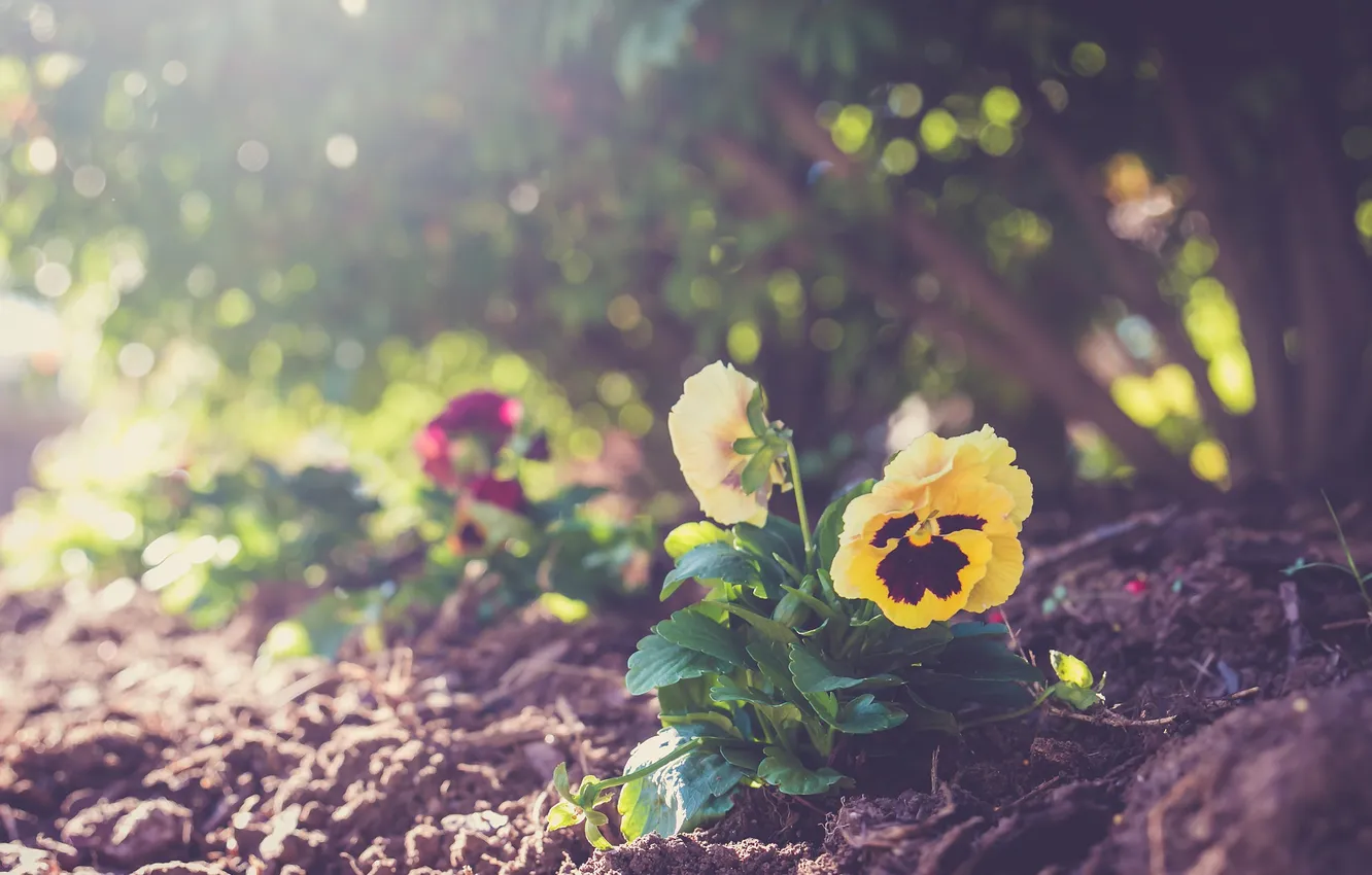 Photo wallpaper flower, earth, plant, yellow, petals, Pansy