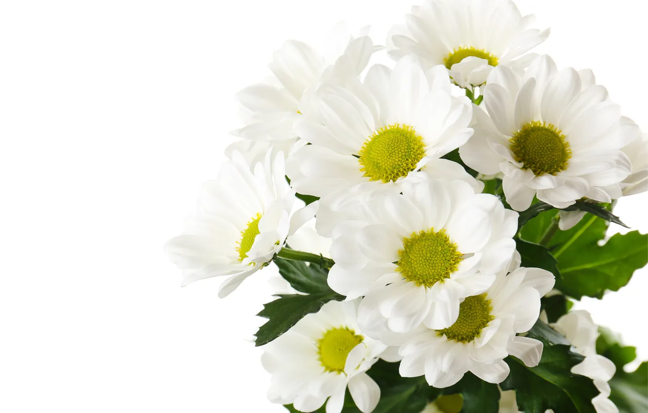 Photo wallpaper flowers, white background, white chrysanthemums