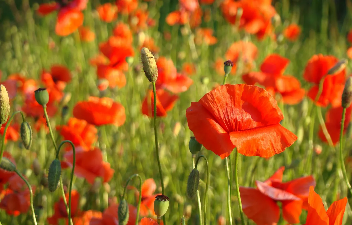 Photo wallpaper red, Mac, poppies