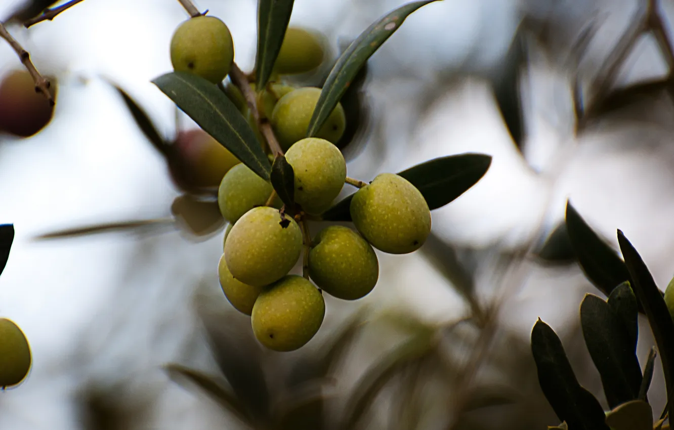 Photo wallpaper leaves, branches, plant, fruit, olives