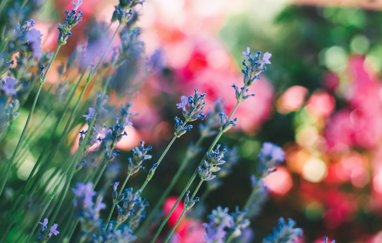 Photo wallpaper wallpaper, field, flowers, blur, stems
