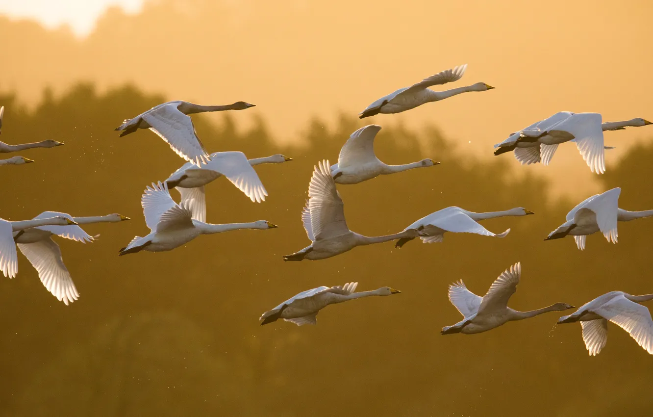 Photo wallpaper light, flight, bird, wings, pack, white, swans, a lot