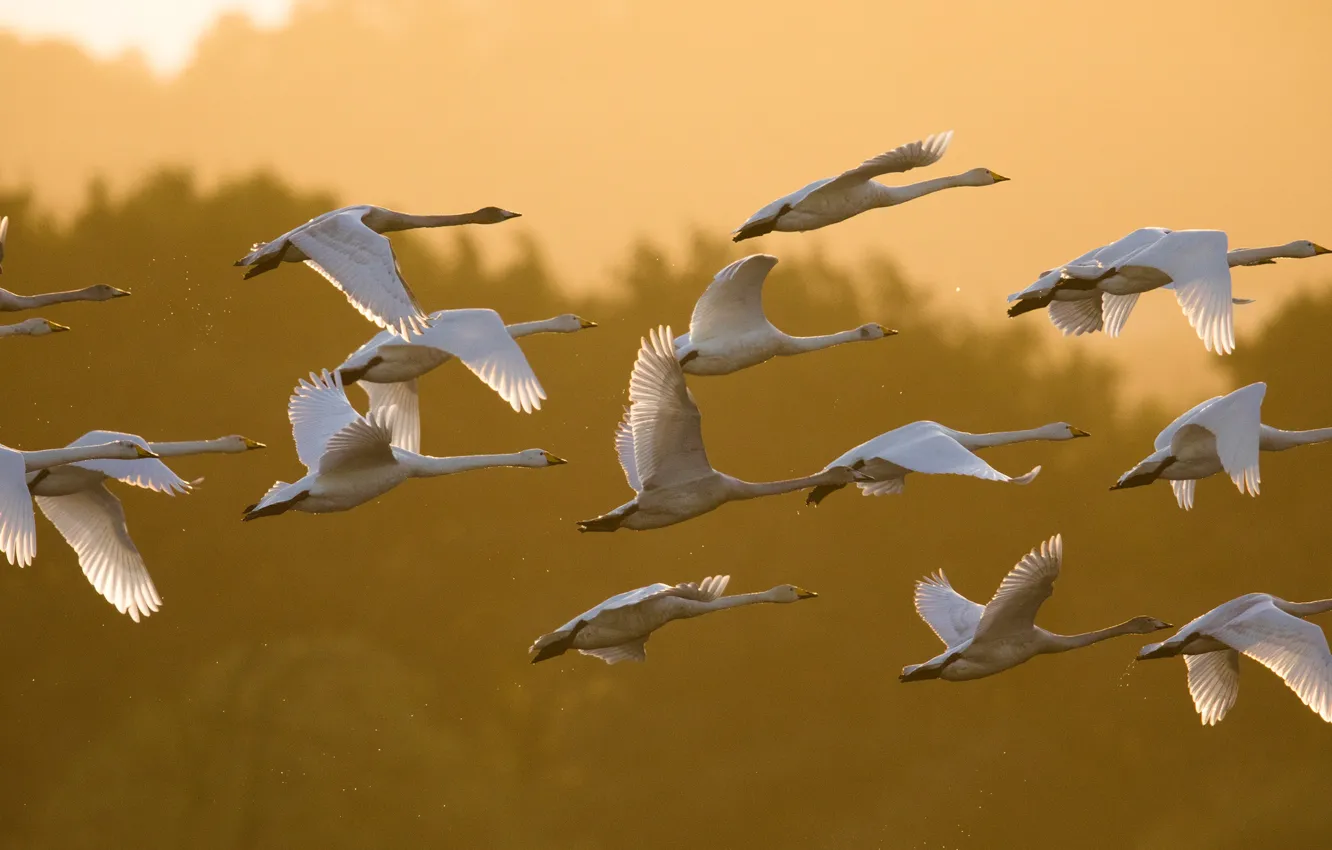 Photo wallpaper light, flight, birds, wings, pack, white, swans, a lot