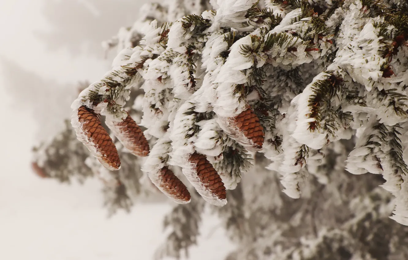 Photo wallpaper snow, tree, bumps