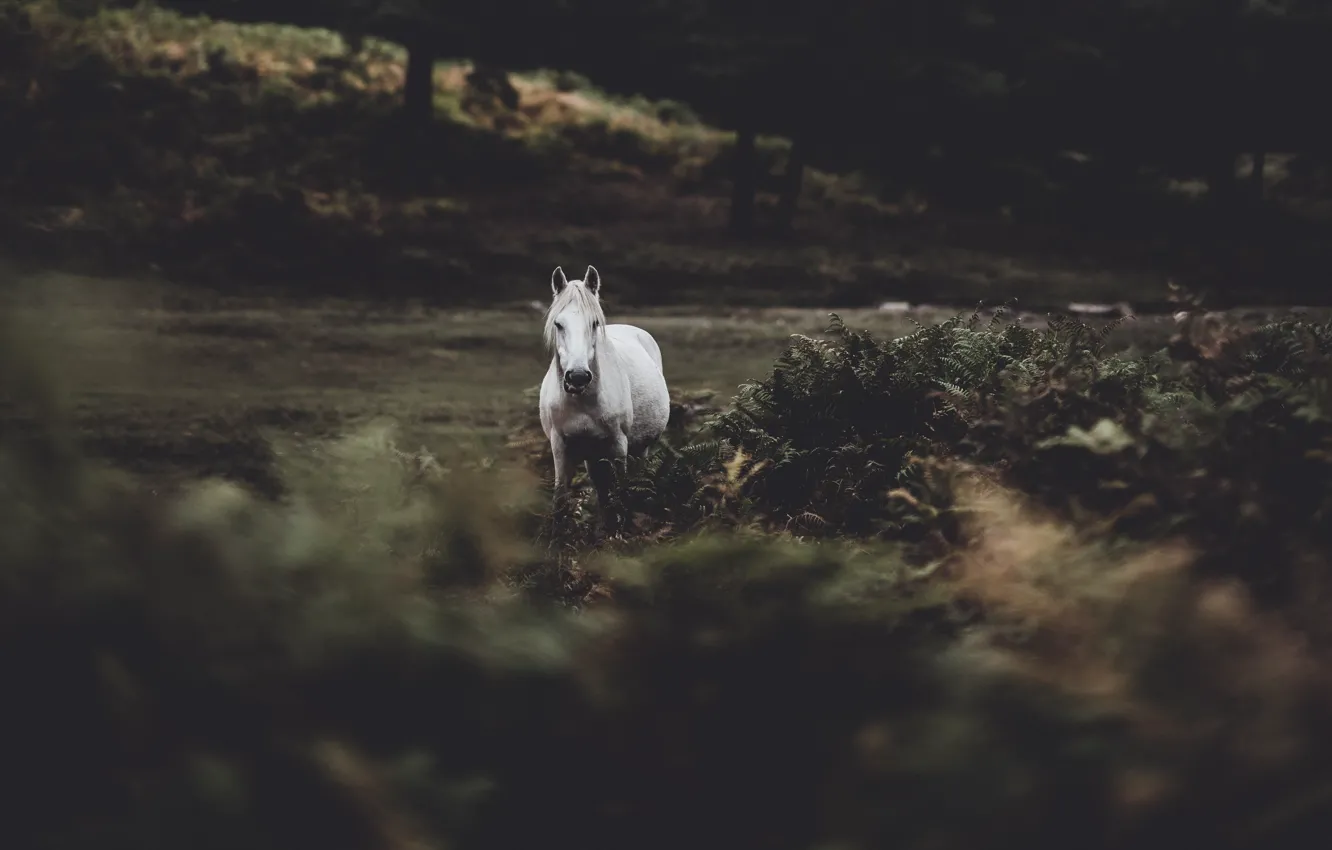 Photo wallpaper forest, white, nature, the dark background, horse, horse, fern
