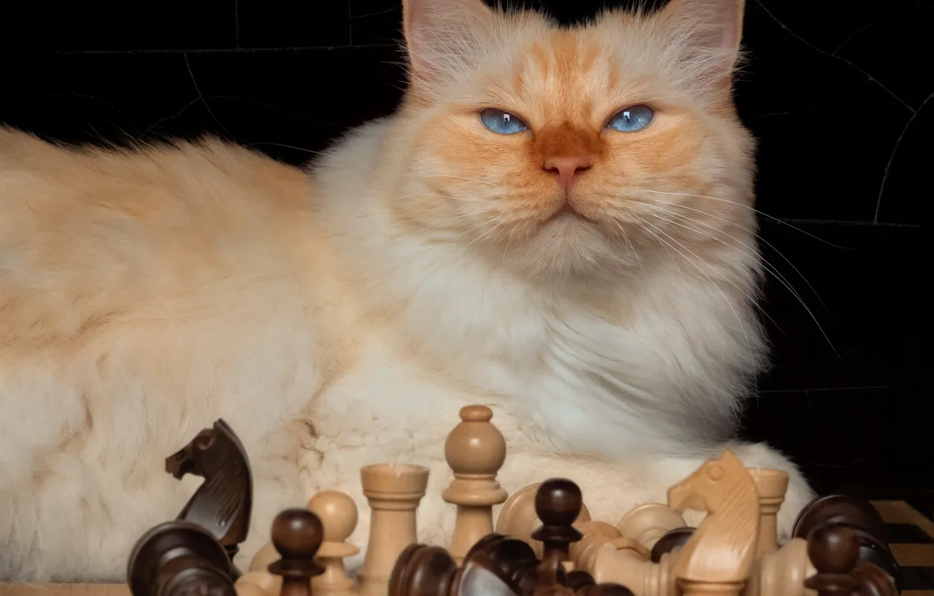Photo wallpaper pose, look, cat, face, cat