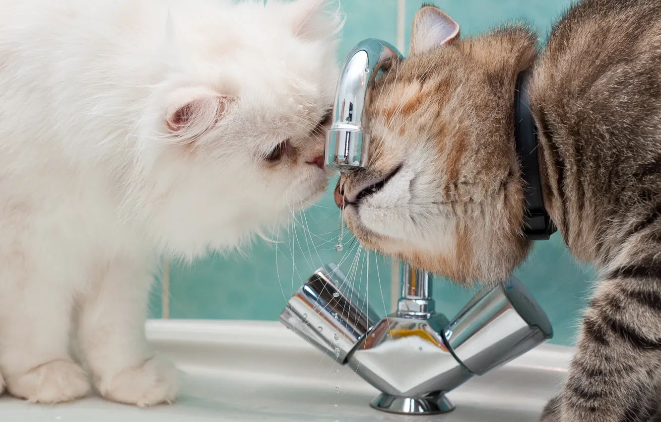 Photo wallpaper thirst, crane, Kote