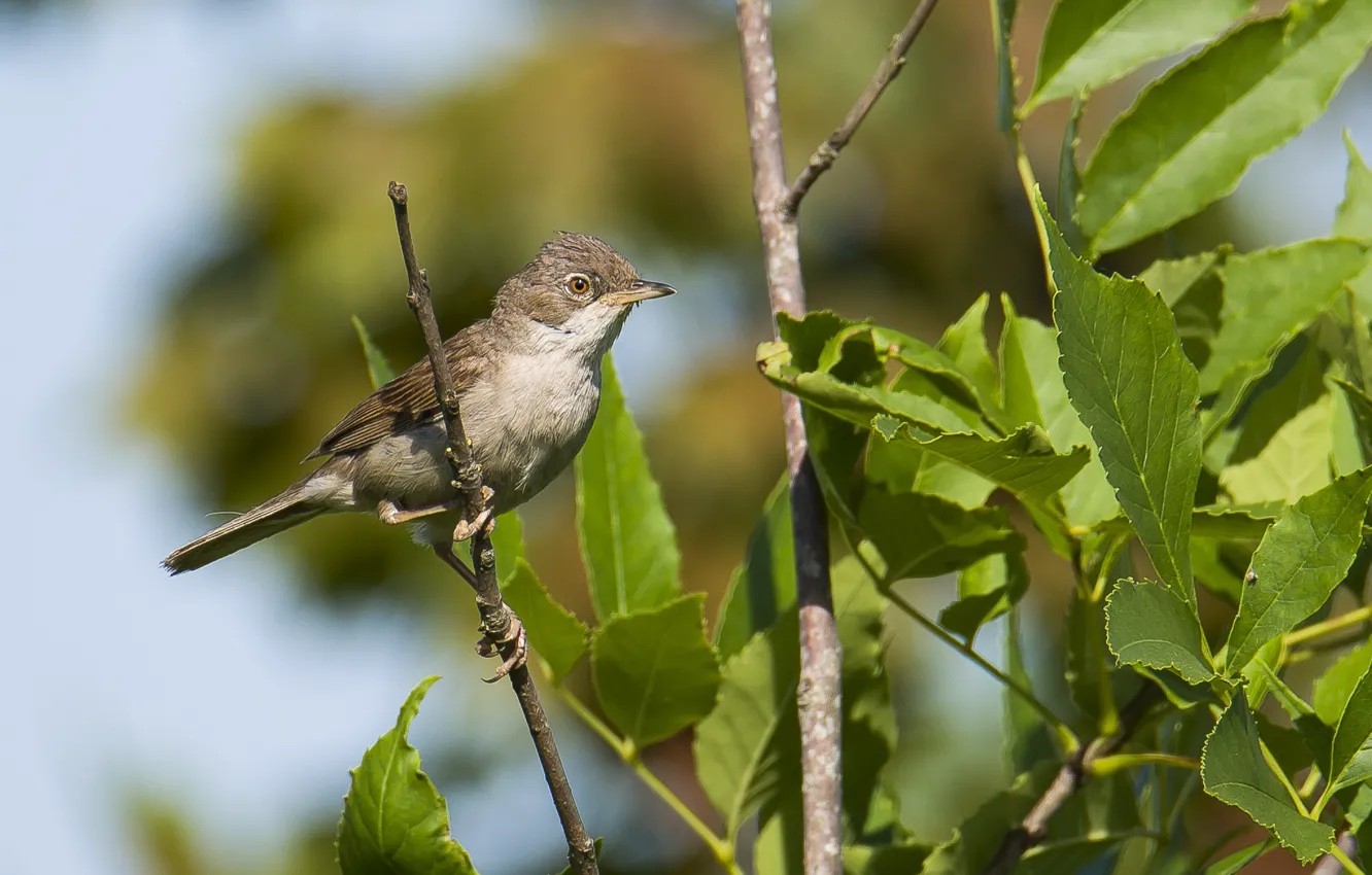 Photo wallpaper summer, nature, bird, Warbler