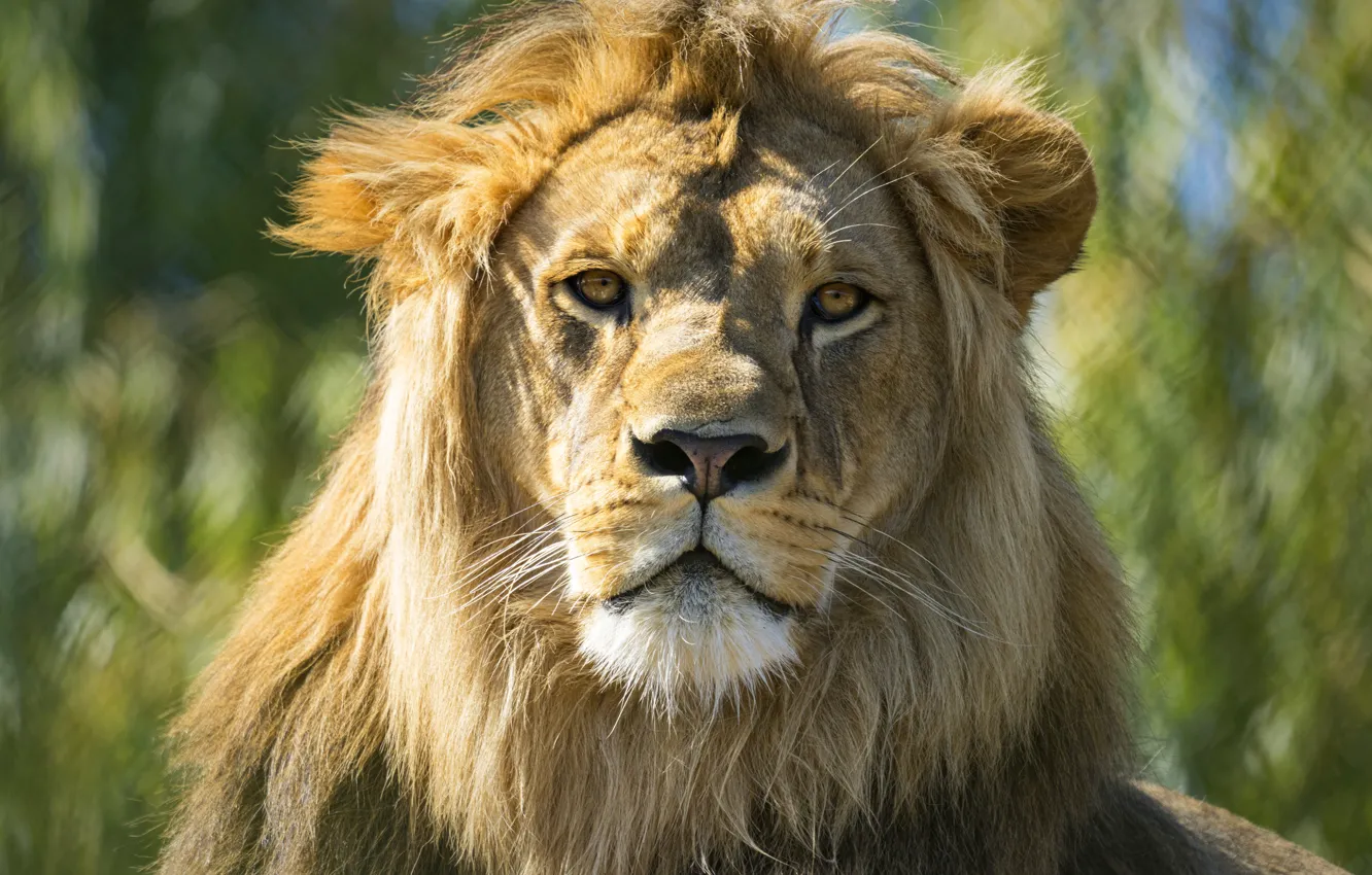 Photo wallpaper look, face, light, portrait, Leo, mane, young, bokeh