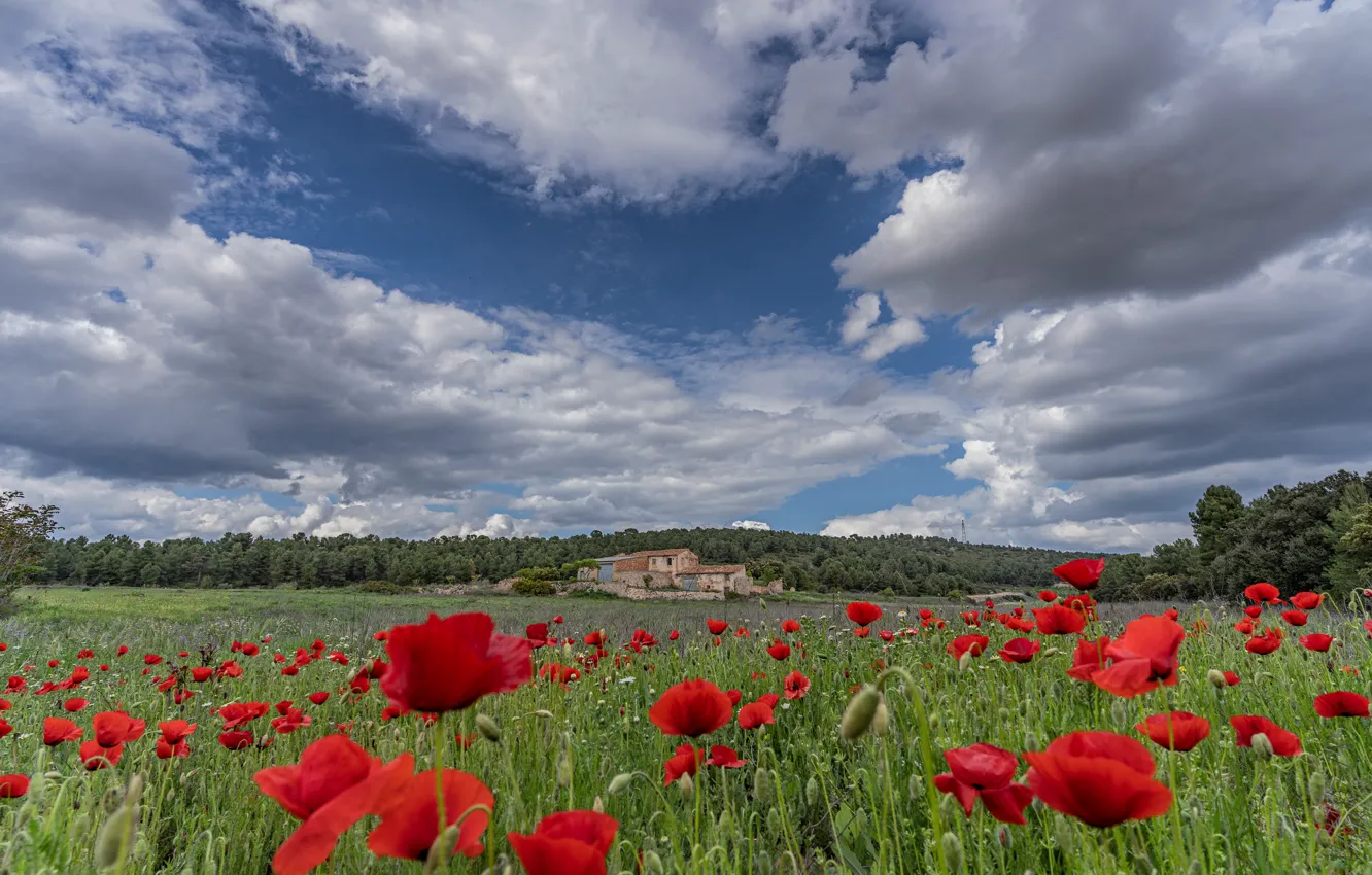 Photo wallpaper field, forest, summer, clouds, flowers, red, blue, building