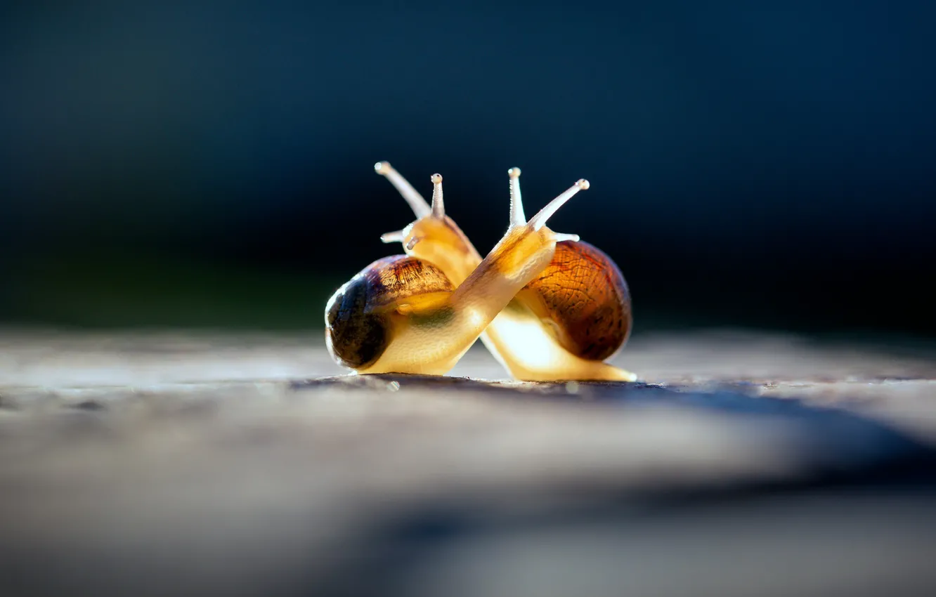 Photo wallpaper macro, light, love, blue, yellow, pose, the dark background, romance