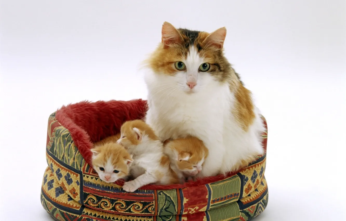 Photo wallpaper kittens, mom, bench