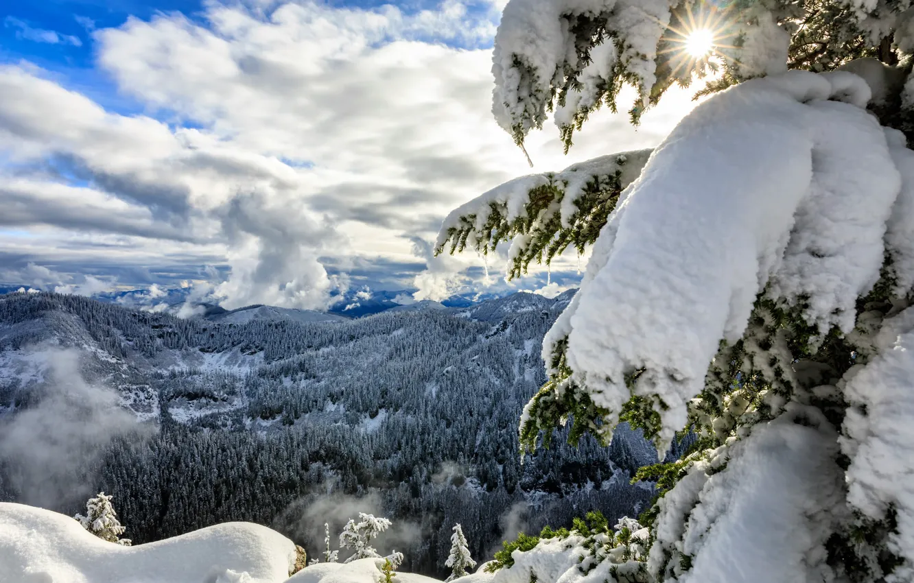 Photo wallpaper winter, forest, clouds, snow, mountains, spruce, panorama, Washington