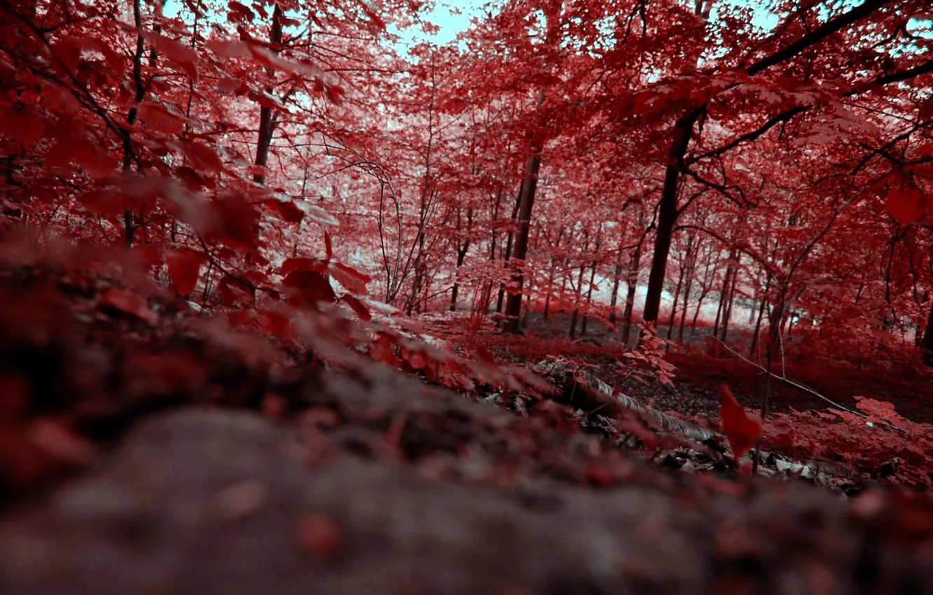 Photo wallpaper autumn, forest, trees, red, view