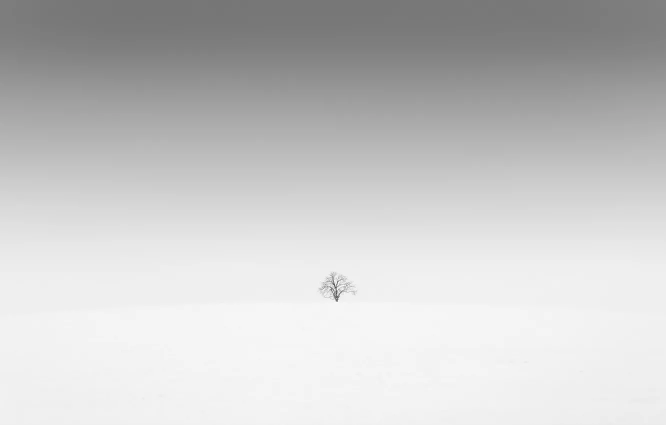 Photo wallpaper field, tree, minimalism