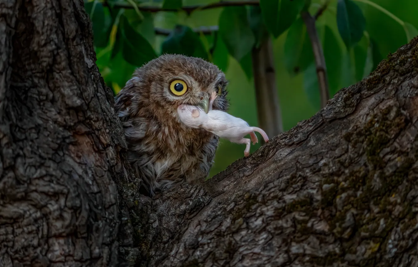 Photo wallpaper trees, owl, bird, mouse, mining, rodent, owl