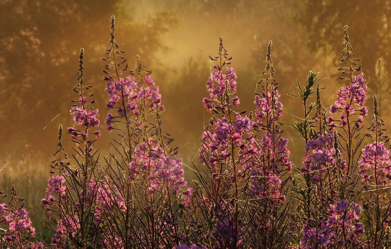 Photo wallpaper grass, macro, flowers, plant, focus