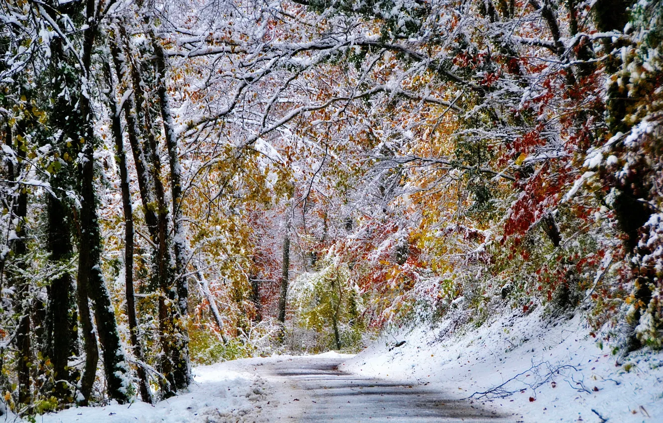 Photo wallpaper winter, forest, snow, trees, road.