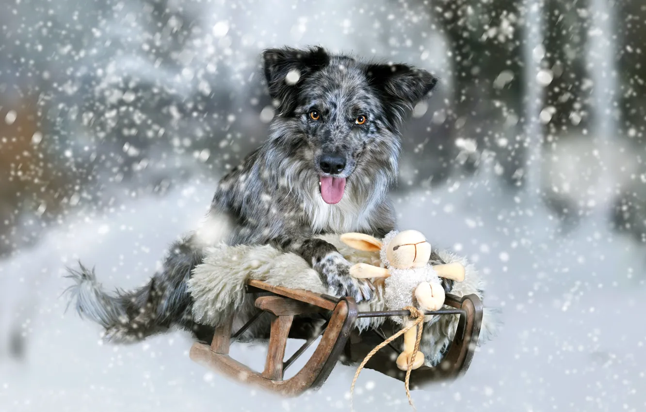 Photo wallpaper snow, toy, dog, rabbit, Bunny, sled