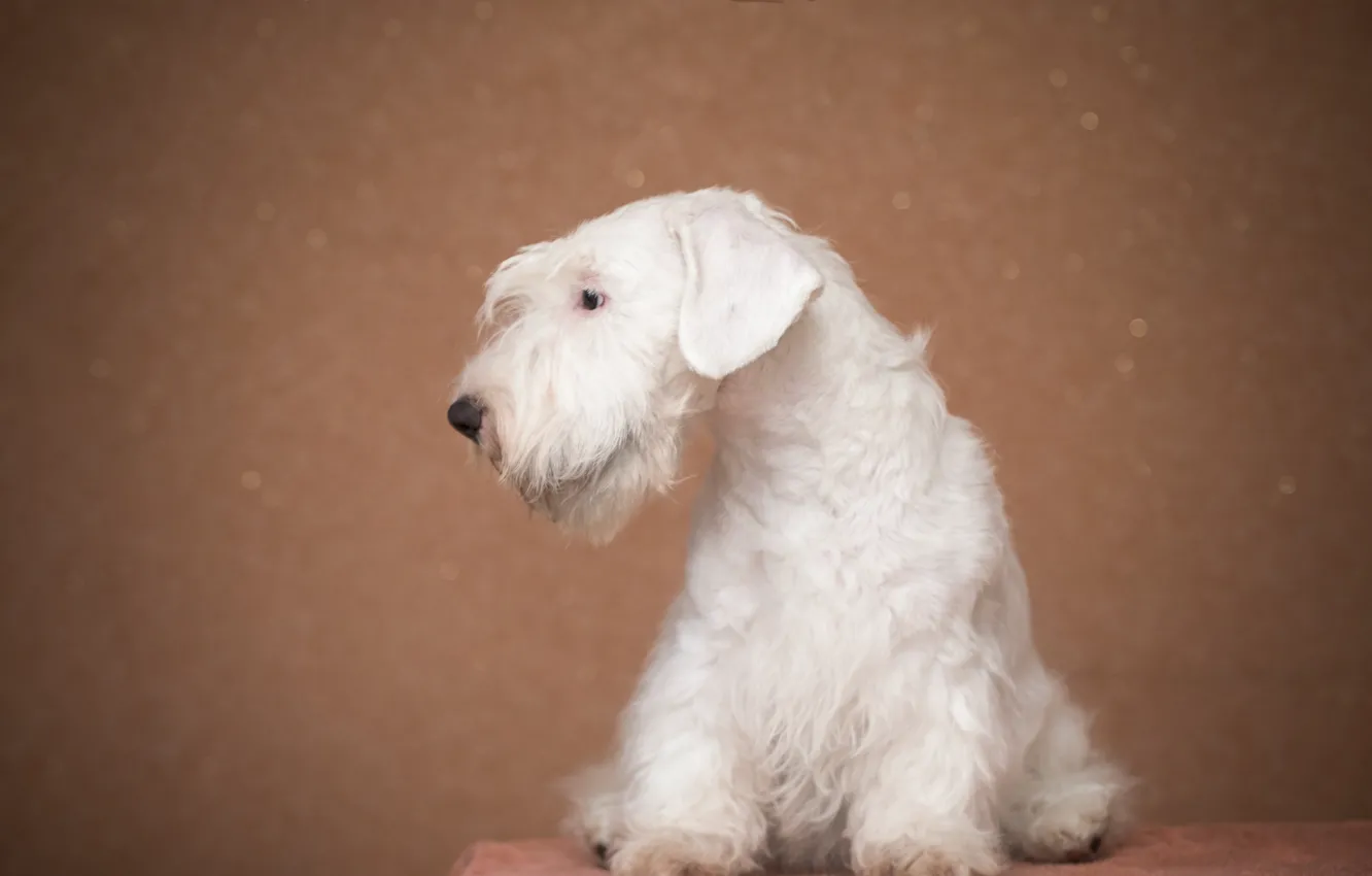 Photo wallpaper white, animal, Dog, puppy