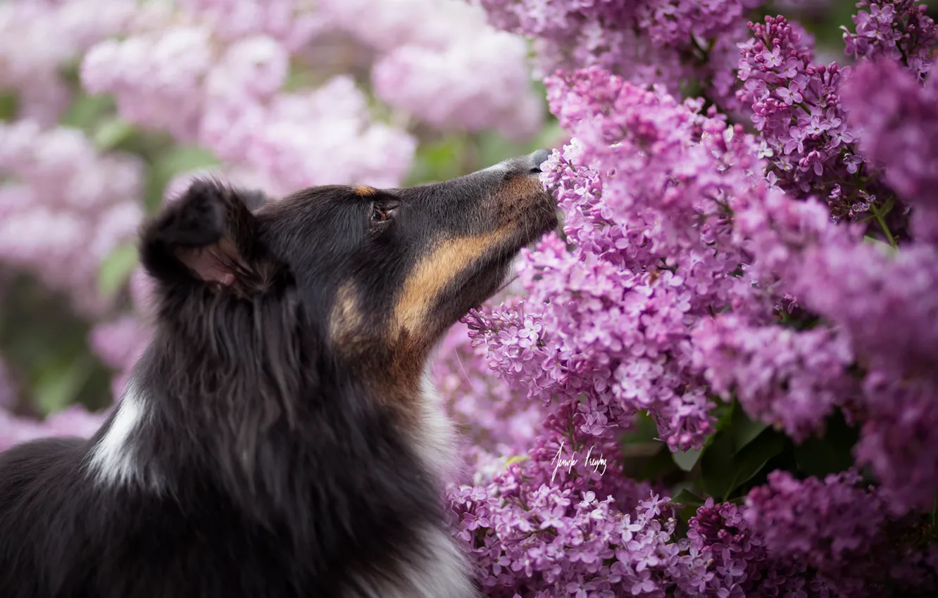 Photo wallpaper nature, dog, lilac