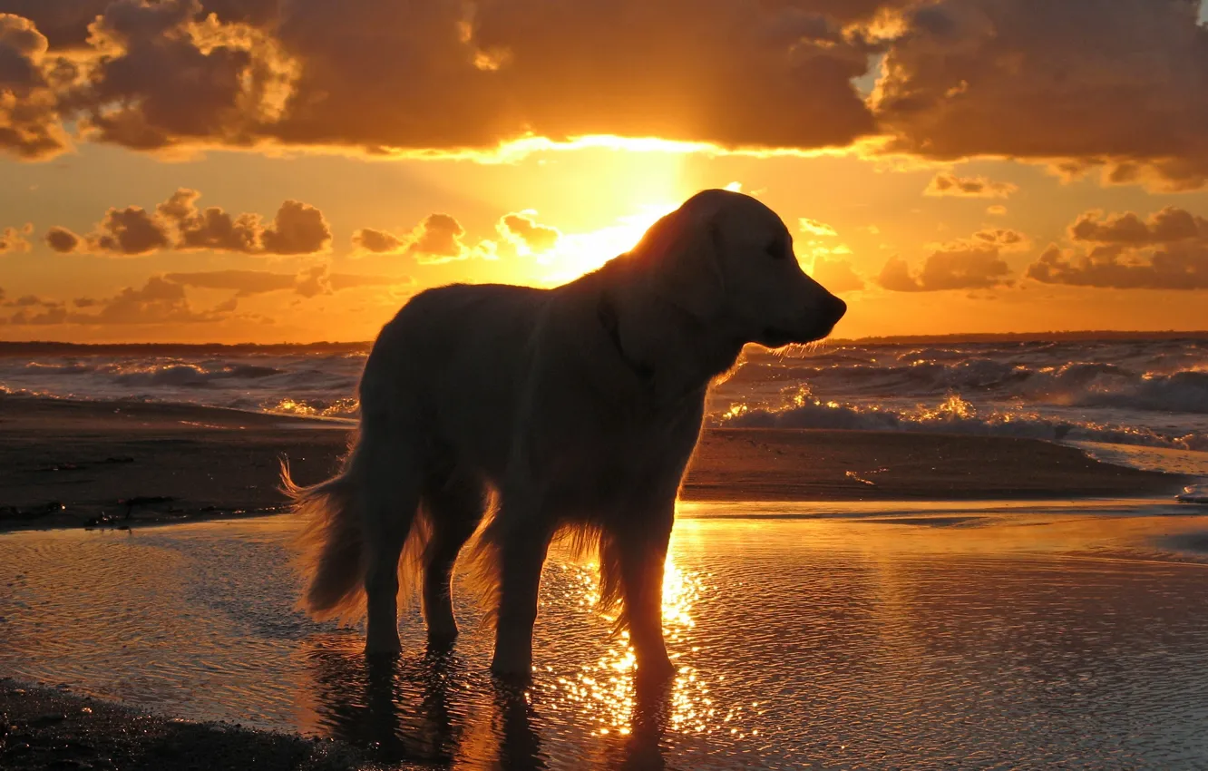 Photo wallpaper sea, the sky, water, sunset, dog