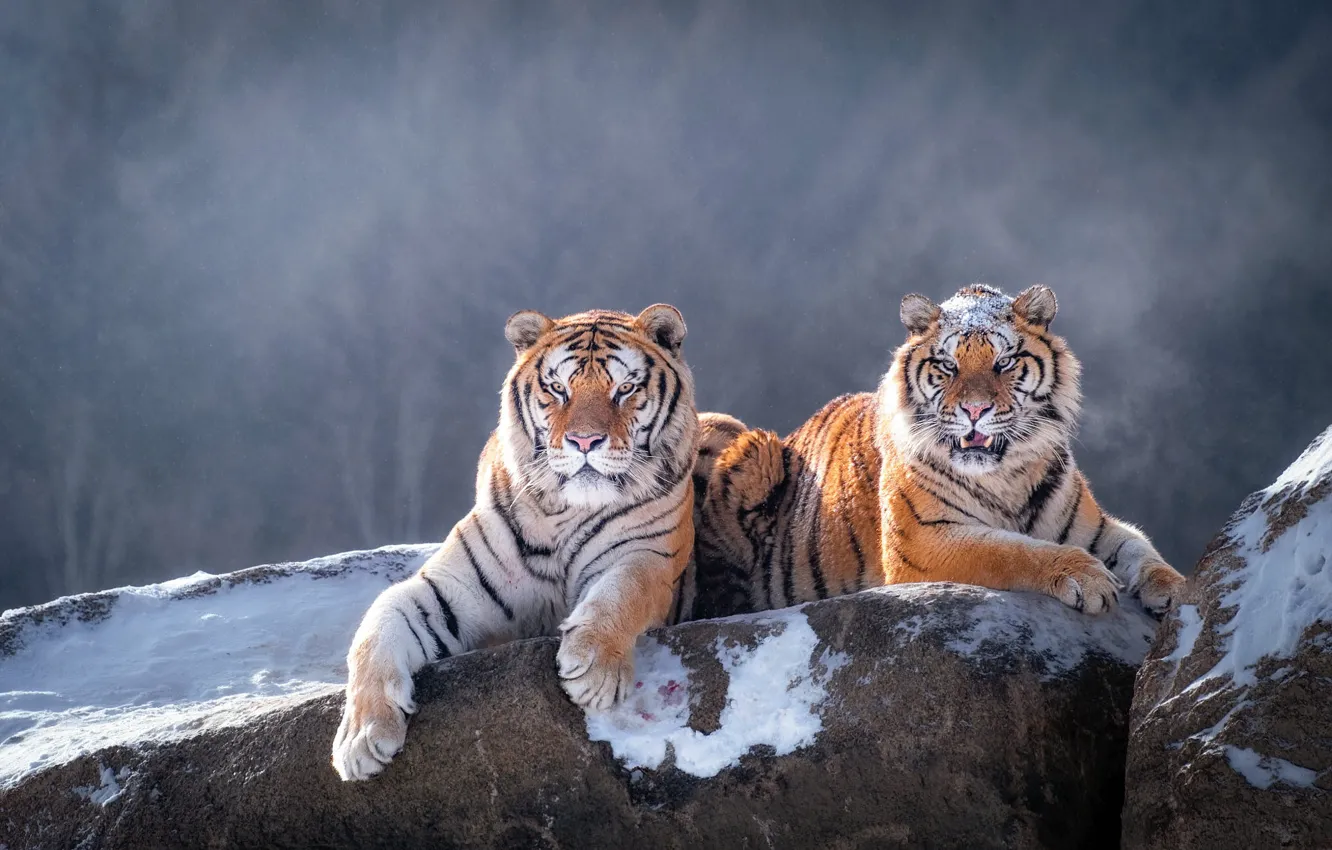 Photo wallpaper winter, forest, look, face, snow, nature, tiger, stones