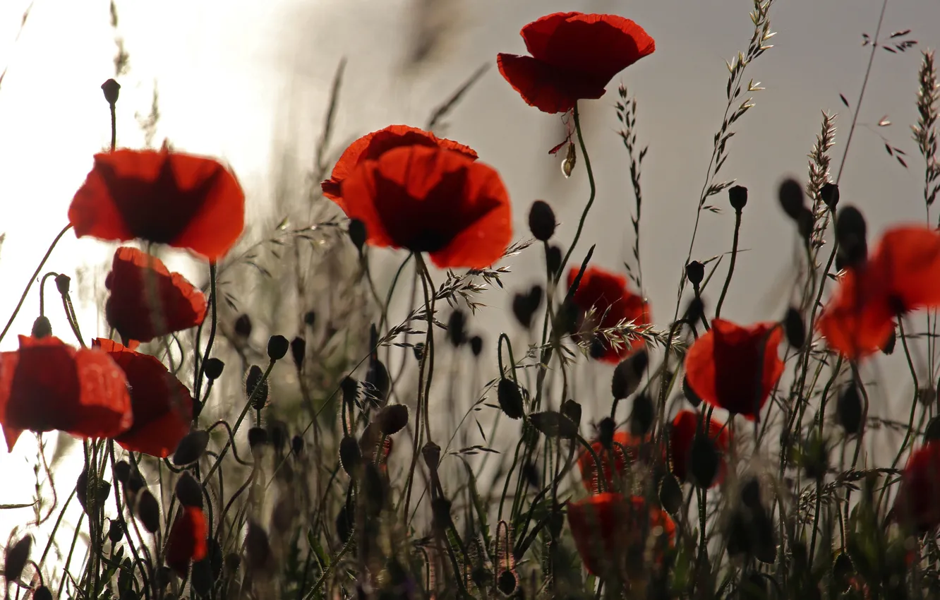 Photo wallpaper flowers, red, Maki, stem, bokeh, poppy field