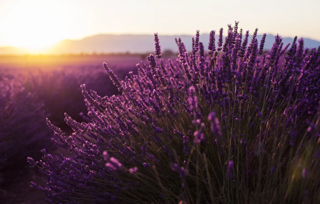 Photo wallpaper field, summer, the sun, nature, sunrise, France, lavender, Provence