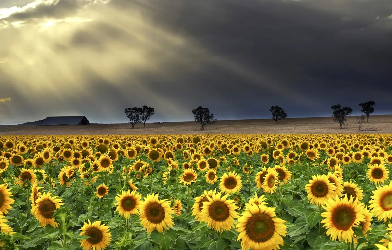 Photo wallpaper field, clouds, rays, trees, sunflowers, flowers, clouds, home