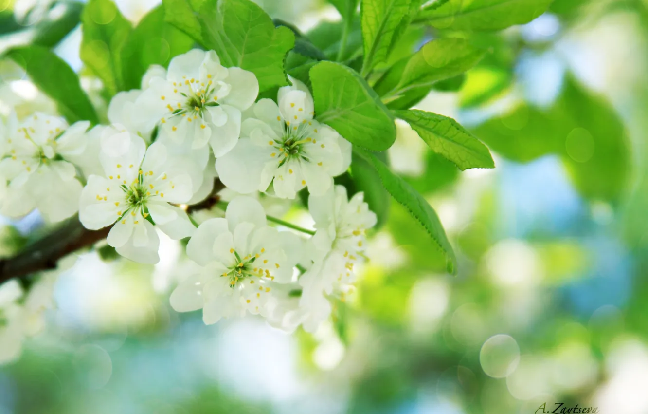 Photo wallpaper greens, flowers, spring