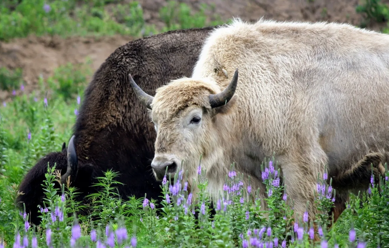Photo wallpaper white, nature, animal, American, wildlife, mammal, Buffalo, Rare
