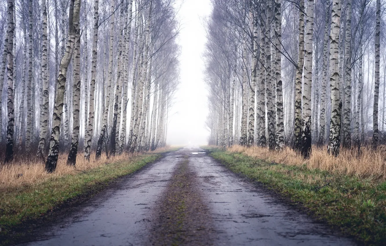 Photo wallpaper road, fog, birch