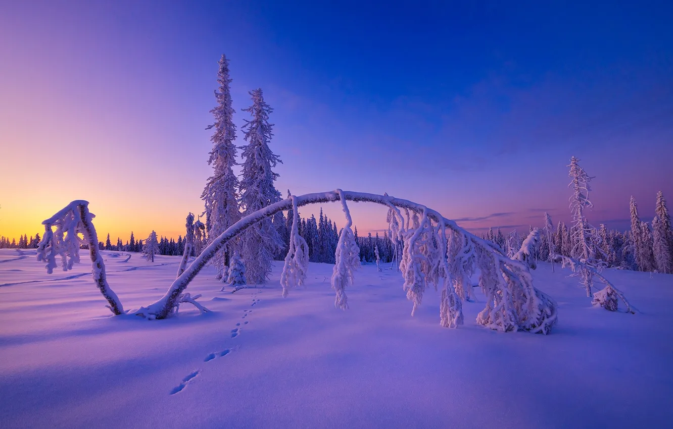 Photo wallpaper winter, frost, field, forest, the sky, snow, sunset, branches