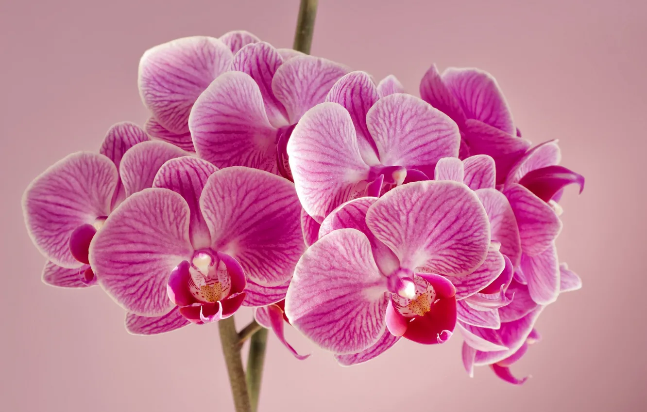 Photo wallpaper flowers, background, orchids, pink Orchid