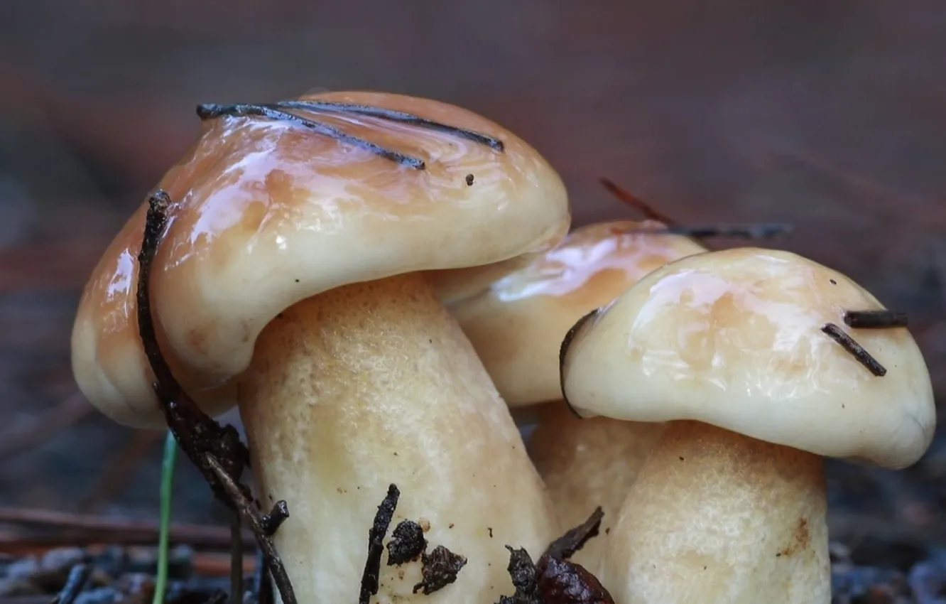 Photo wallpaper nature, mushrooms, needles