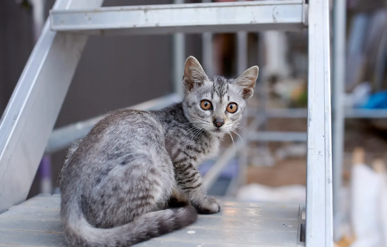 Photo wallpaper cat, look, background