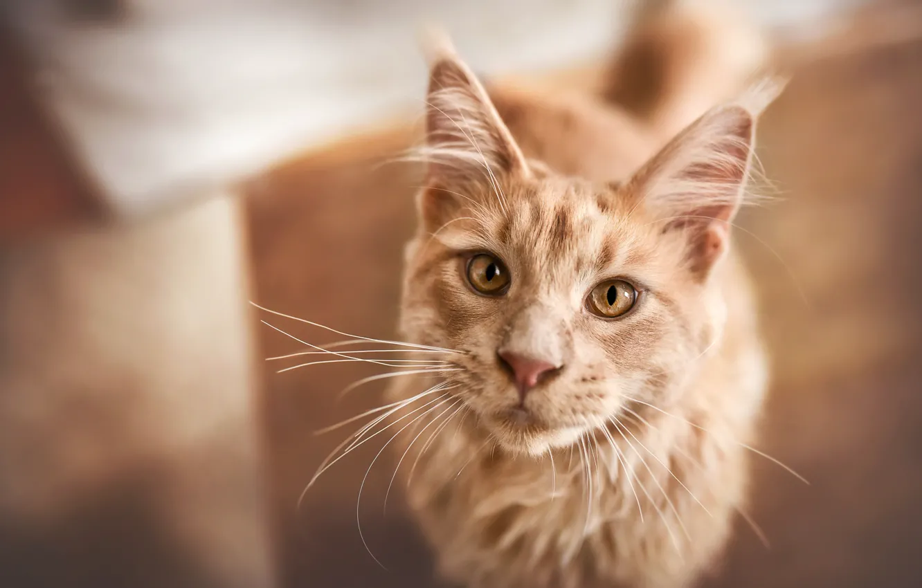 Photo wallpaper cat, cat, mustache, look, face, background, portrait, red