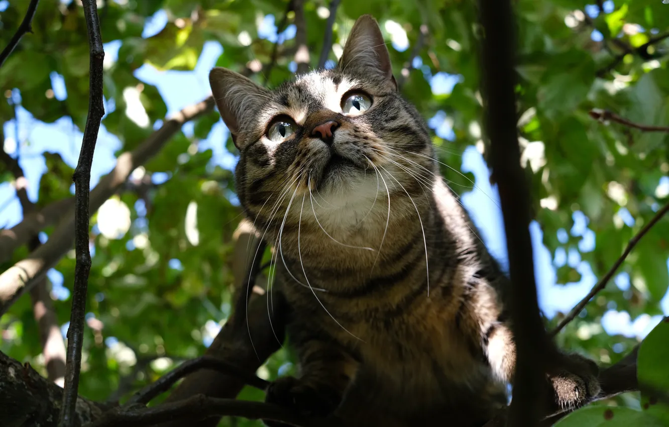 Photo wallpaper cat, cat, face, leaves, light, branches, tree