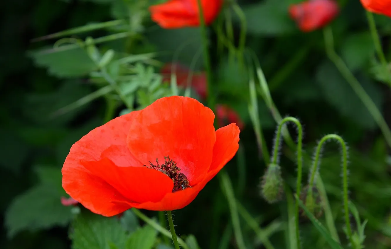 Photo wallpaper Spring, Spring, Red poppy, Red poppy