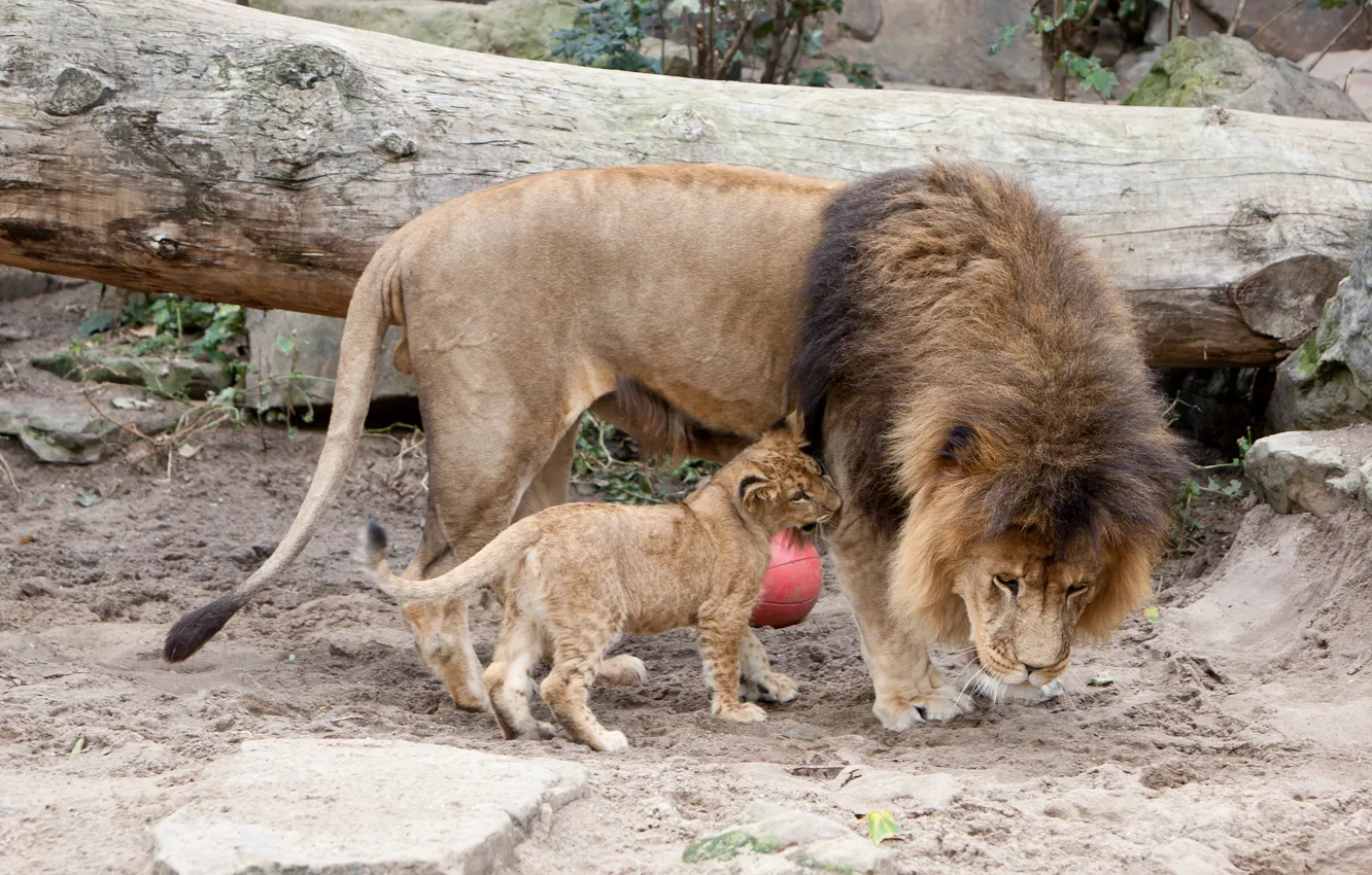 Photo wallpaper cat, Leo, mane, cub, lions, lion