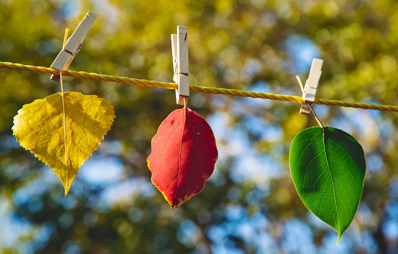 Photo wallpaper autumn, leaves, macro, yellow, nature, green, blur, clothespins