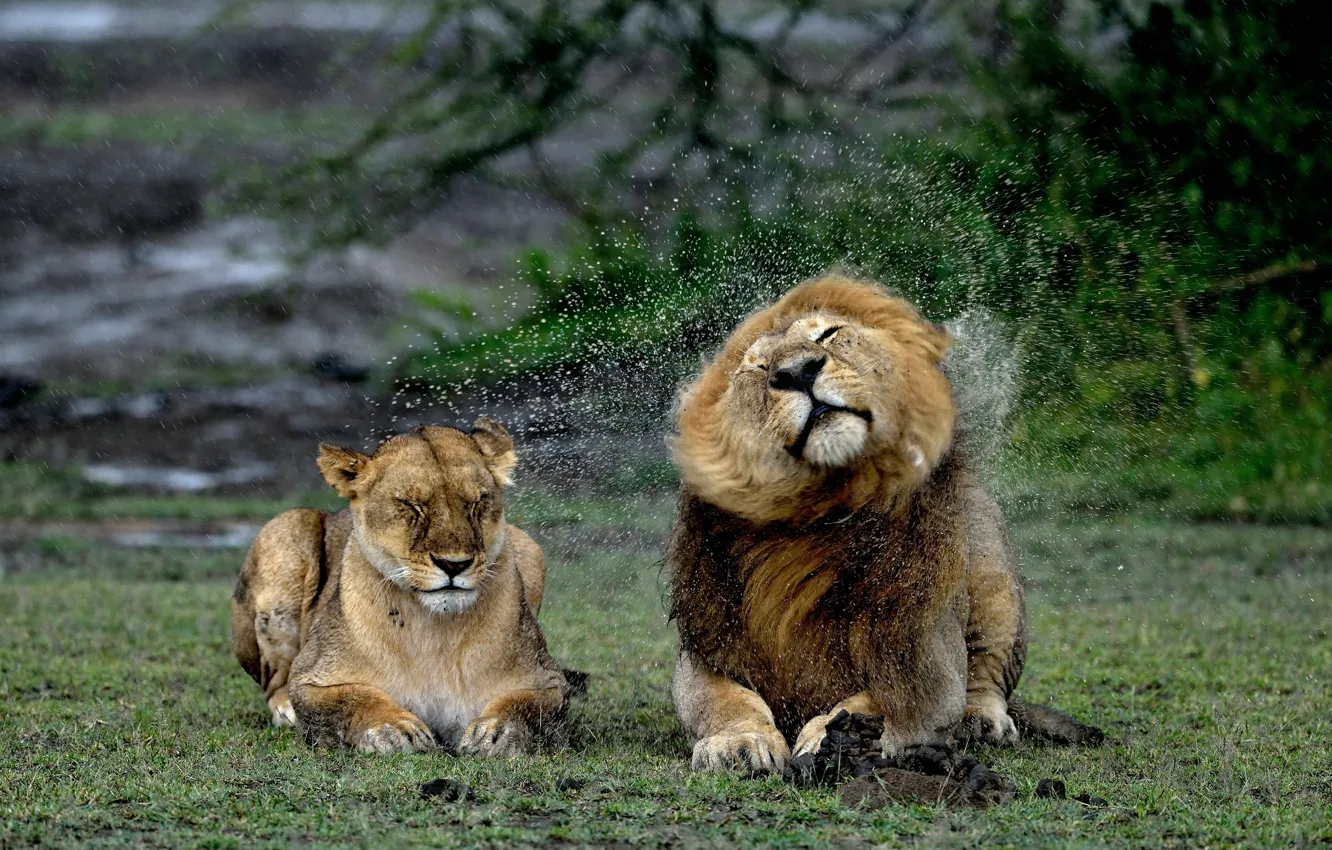 Photo wallpaper squirt, rain, Leo, lions, lioness, wet