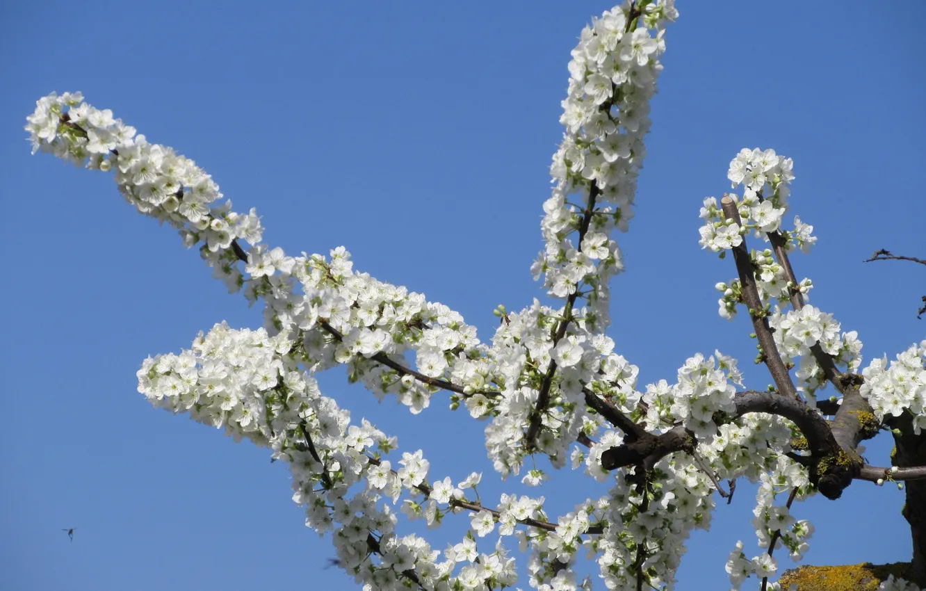 Photo wallpaper trees, blooms, spring 2018, Meduzanol ©
