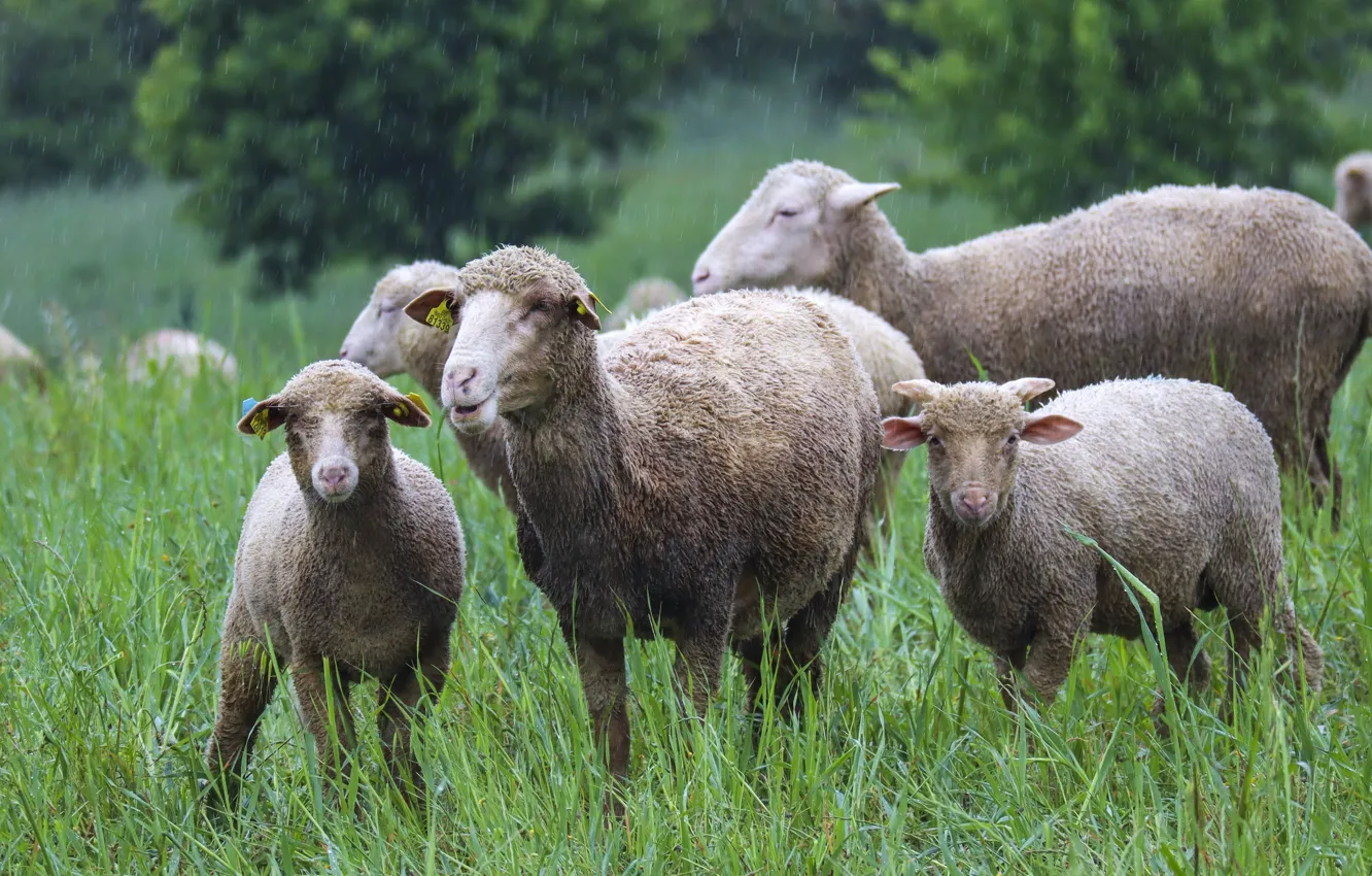 Photo wallpaper summer, grass, rain, sheep, lamb, company, sheep