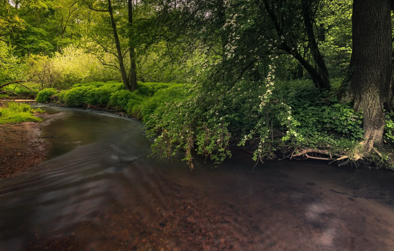 Photo wallpaper trees, nature, river