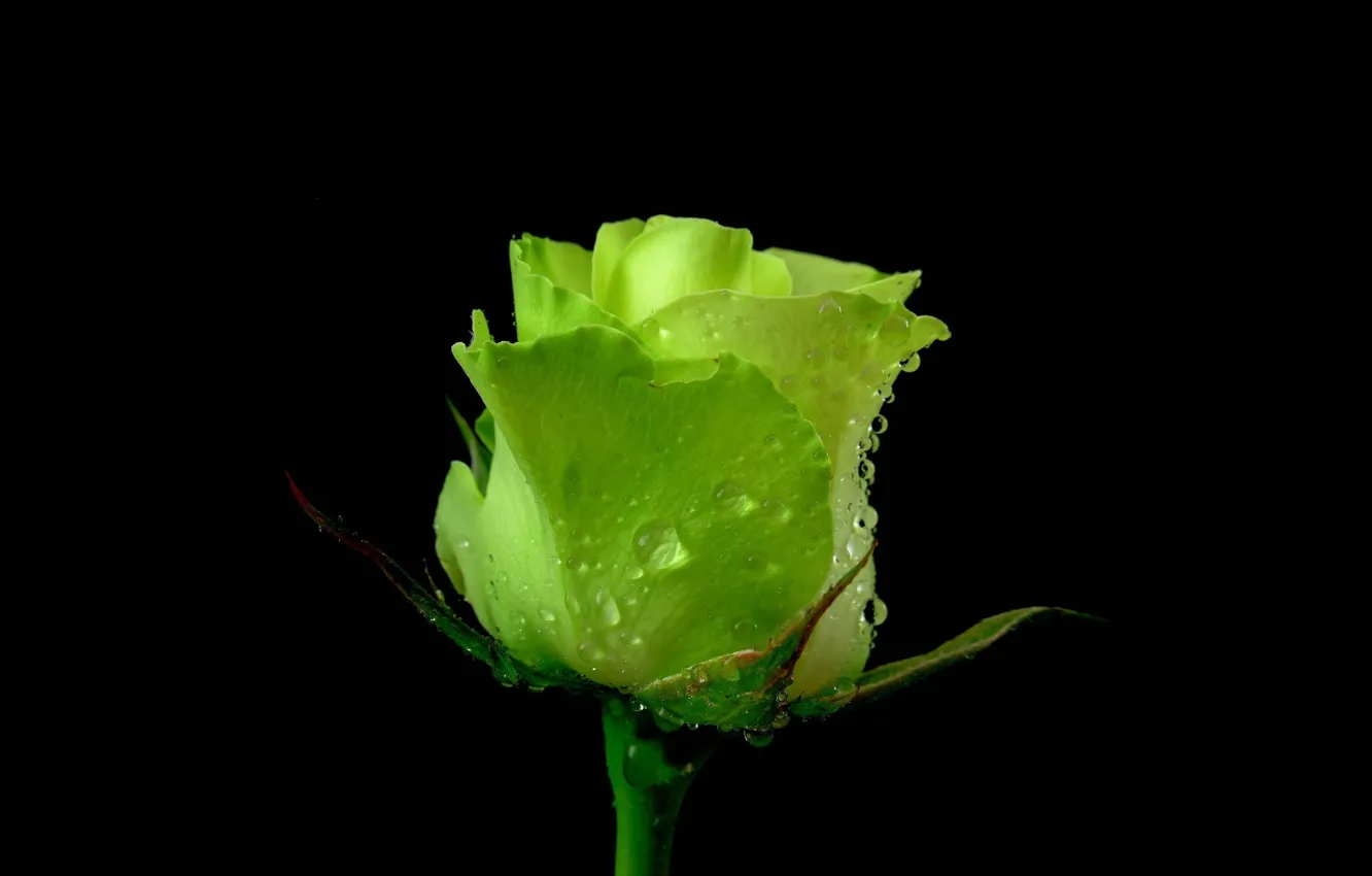 Photo wallpaper rose, petals, green