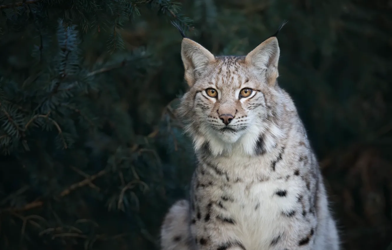 Photo wallpaper forest, look, face, branches, nature, the dark background, background, portrait